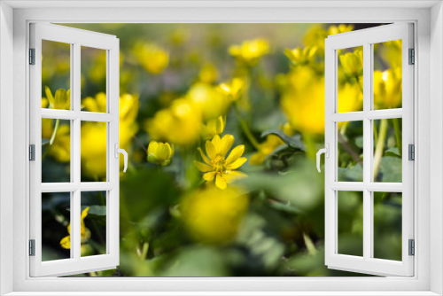 Fototapeta Naklejka Na Ścianę Okno 3D - Buttercup yellow flower blooming in the spring in the woods