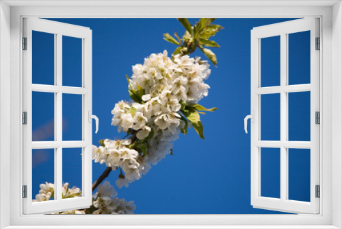 Fototapeta Naklejka Na Ścianę Okno 3D - kirschblüte