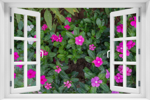 Fototapeta Naklejka Na Ścianę Okno 3D - Flower background