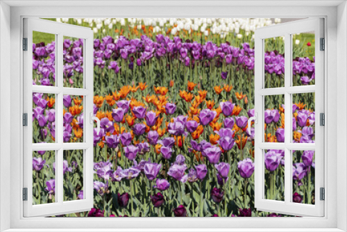 Fototapeta Naklejka Na Ścianę Okno 3D - beautiful colorful tulips in a spring blooming  garden