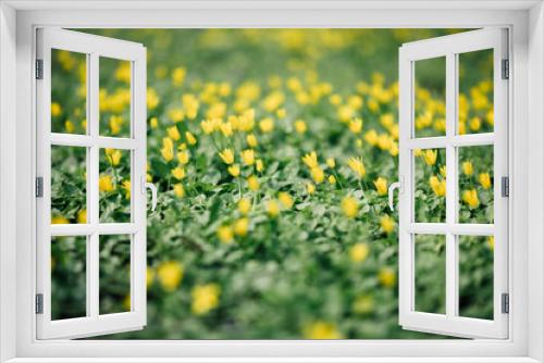 Fototapeta Naklejka Na Ścianę Okno 3D - Spring Background. Nature Background. Yellow Flowers