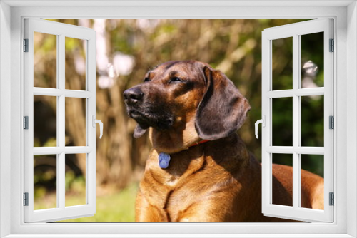 Fototapeta Naklejka Na Ścianę Okno 3D - Bayrischer Gebirgsschweißhund Gismo im Garten