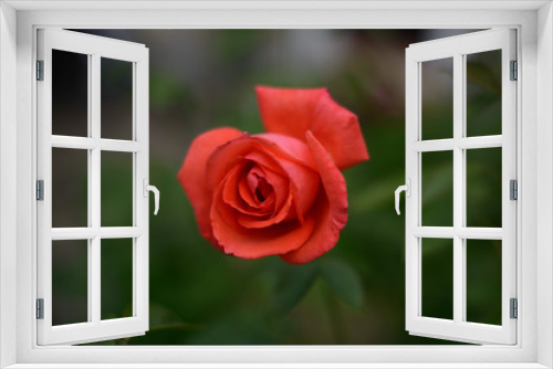 Fototapeta Naklejka Na Ścianę Okno 3D - Rote Rose