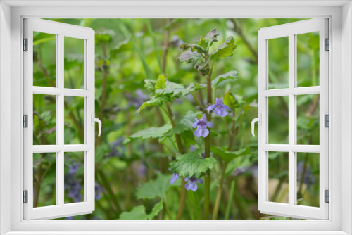 Fototapeta Naklejka Na Ścianę Okno 3D - Glechoma hederacea / Blue flowering flowering ground ivy 
