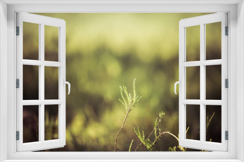 Fototapeta Naklejka Na Ścianę Okno 3D - Heather vegetation