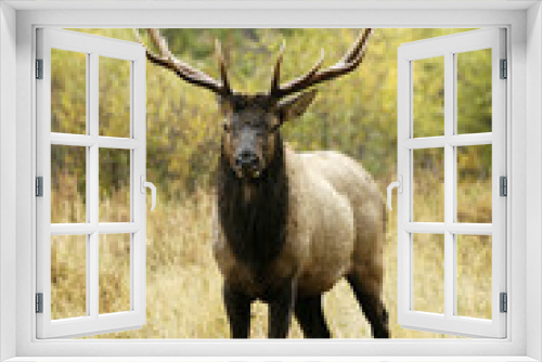Fototapeta Naklejka Na Ścianę Okno 3D - bull elk in the rain