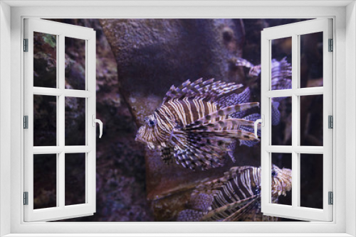Fototapeta Naklejka Na Ścianę Okno 3D - Lionfish swimming on wreck