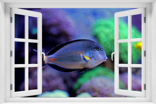 Fototapeta Naklejka Na Ścianę Okno 3D - Sohal - the majestic surgeon fish