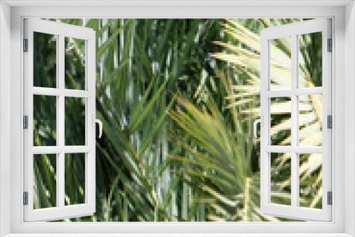 Fototapeta Naklejka Na Ścianę Okno 3D - Palm tree leaves