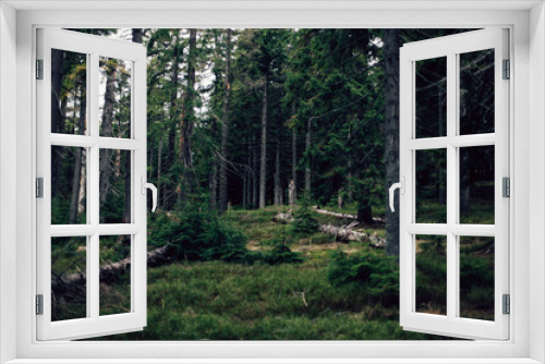 Fototapeta Naklejka Na Ścianę Okno 3D - Forest of pine in the mountains