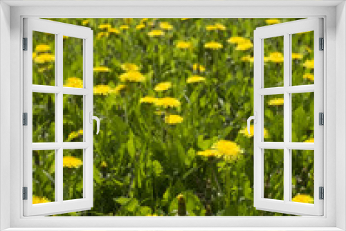 Fototapeta Naklejka Na Ścianę Okno 3D - Lots of dandelions on green grass.