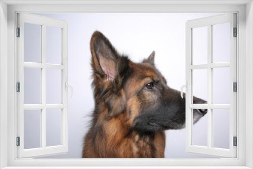 Fototapeta Naklejka Na Ścianę Okno 3D - German Shepherd Dog Alfie's Portrait on Black & White Background
