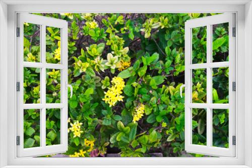 Fototapeta Naklejka Na Ścianę Okno 3D - Yellow Flower spike Rubiaceae