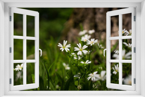 Fototapeta Naklejka Na Ścianę Okno 3D - A white flower in the grass against a tree background. Spring sunny background, wallpaper.
