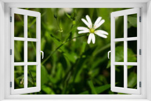 Fototapeta Naklejka Na Ścianę Okno 3D - A white flower in the grass against a tree background. Spring sunny background, wallpaper.