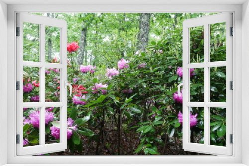 Fototapeta Naklejka Na Ścianę Okno 3D - Rhododendrons in the Rain