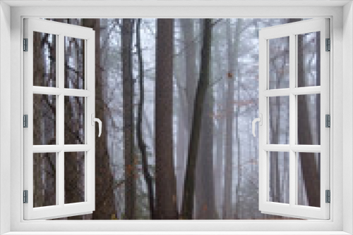 Fototapeta Naklejka Na Ścianę Okno 3D - The Moist Forest