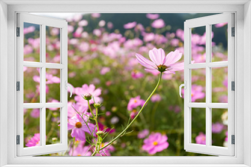 Fototapeta Naklejka Na Ścianę Okno 3D - Pink Cosmos flower field