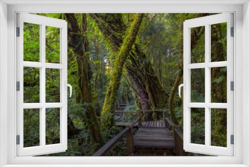 Fototapeta Naklejka Na Ścianę Okno 3D - Tropical Rain Forest (Angka Nature Trail,Doi Inthanon National Park)Chiang Mai Thailand
