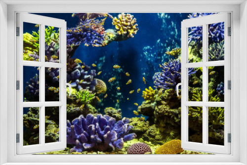 Fototapeta Naklejka Na Ścianę Okno 3D - Aquarium fish with coral and aquatic animals