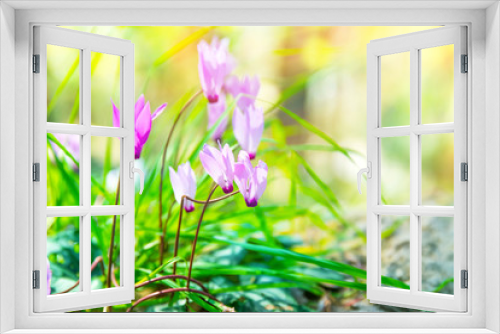 Fototapeta Naklejka Na Ścianę Okno 3D - Gentle pink wildflowers