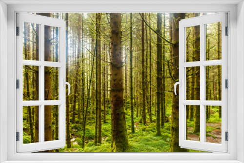 Fototapeta Naklejka Na Ścianę Okno 3D - Sunlit spruce tree forest