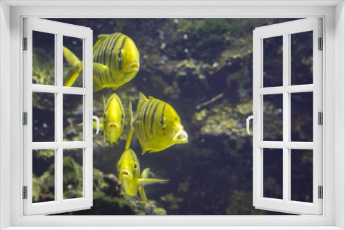 Fototapeta Naklejka Na Ścianę Okno 3D -  Image of fish herd. (golden toothless trevally)