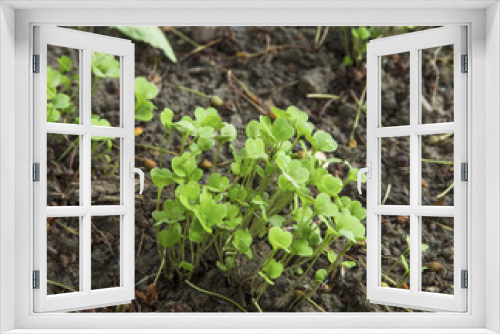 Fototapeta Naklejka Na Ścianę Okno 3D - Fresh organic arugula sprouts heap growing in the garden