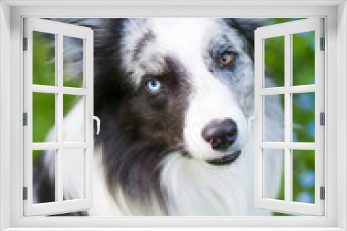 Fototapeta Naklejka Na Ścianę Okno 3D - Border Collie