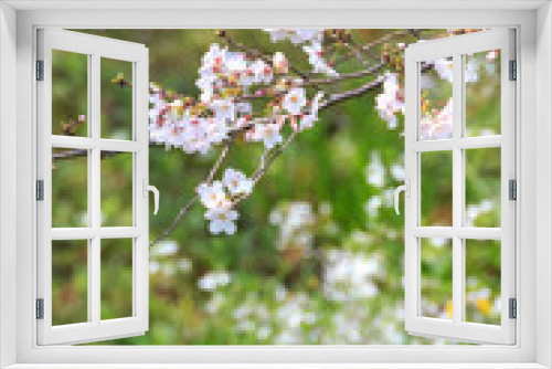 Fototapeta Naklejka Na Ścianę Okno 3D - 桜の花