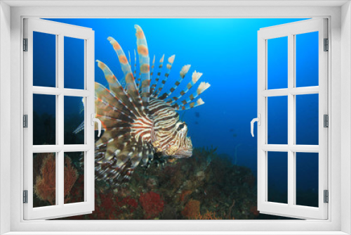 Fototapeta Naklejka Na Ścianę Okno 3D - Lionfish fish in ocean