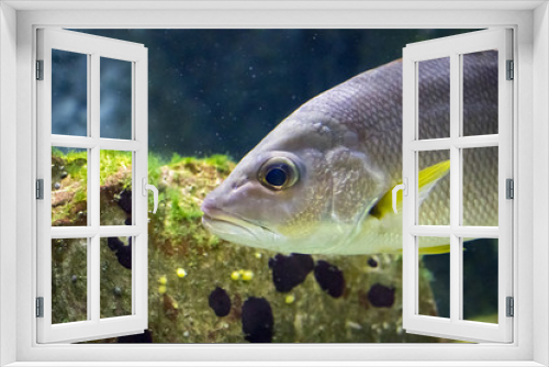 Fototapeta Naklejka Na Ścianę Okno 3D - Image of fish in the water. (Russell's snapper, Moses perch)