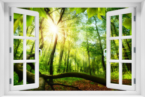 Fototapeta Naklejka Na Ścianę Okno 3D - Green beech forest with bright beautiful sun beams, framed by foreground foliage and a fallen tree trunk