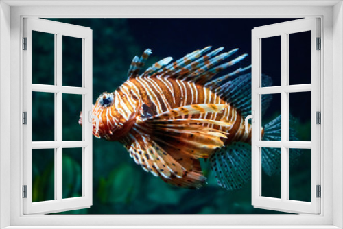 Fototapeta Naklejka Na Ścianę Okno 3D - Fish lion close-up under water