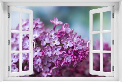 Fototapeta Naklejka Na Ścianę Okno 3D - Blooming lilac flowers. Macro photo.