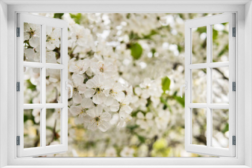 Fototapeta Naklejka Na Ścianę Okno 3D - Flowers of an apple tree close-up on a blurred background of a flowering garden