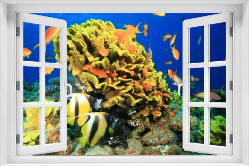 Fototapeta Naklejka Na Ścianę Okno 3D - Leafy Cup Coral and Red Sea Bannerfish