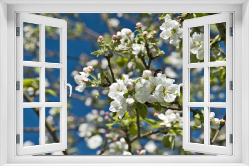 Fototapeta Naklejka Na Ścianę Okno 3D - Blossoming apple tree branch