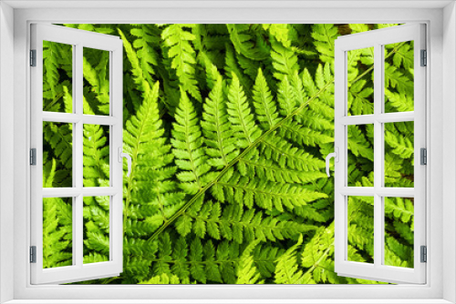 Fototapeta Naklejka Na Ścianę Okno 3D - Green fern leaves background, top view