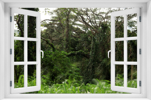Fototapeta Naklejka Na Ścianę Okno 3D - Jungle green forest