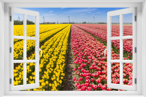 Fototapeta Naklejka Na Ścianę Okno 3D - Field of red and yellow tulips in Flevoland