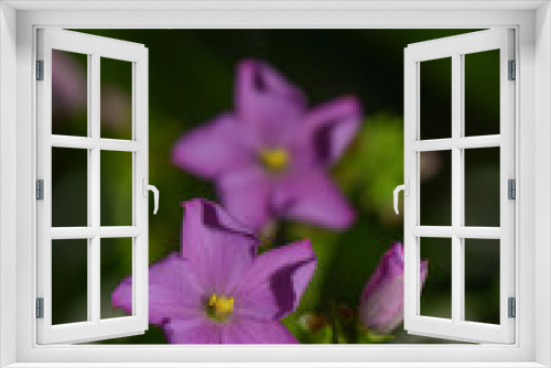Fototapeta Naklejka Na Ścianę Okno 3D - lila Blütenmako