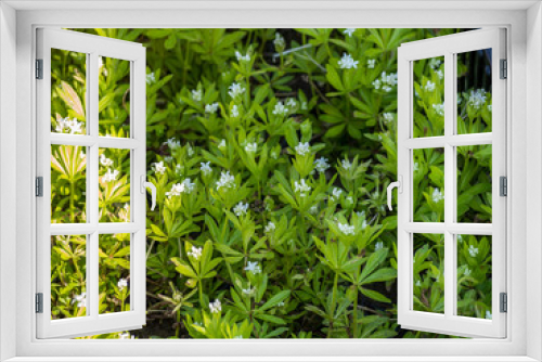 Fototapeta Naklejka Na Ścianę Okno 3D - Waldmeister (Galium odoratum)