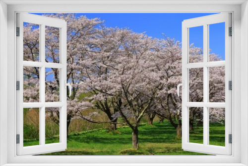 Fototapeta Naklejka Na Ścianę Okno 3D - 雫石園地の桜並木