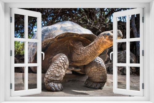 Fototapeta Naklejka Na Ścianę Okno 3D - Ivory Turtle. The Galapagos tortoise. The Galapagos Islands. Ecuador.
