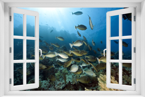 Fototapeta Naklejka Na Ścianę Okno 3D - ocean, coral and unicornfish