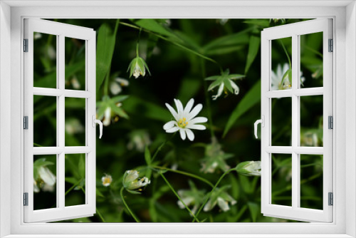 Fototapeta Naklejka Na Ścianę Okno 3D - Дикие цветы