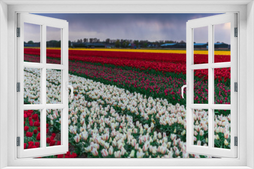 Fototapeta Naklejka Na Ścianę Okno 3D - Sunset in tulips field