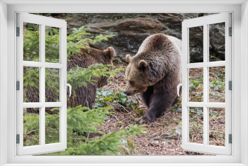 Fototapeta Naklejka Na Ścianę Okno 3D - Brown bear couple. Two brown bears in the forest. Big Brown Bear. Ursus arctos.
