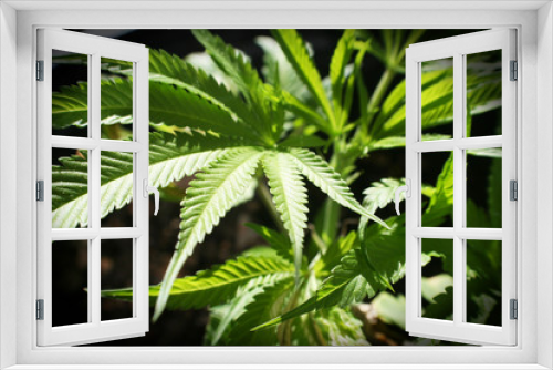 Fototapeta Naklejka Na Ścianę Okno 3D - Cannabis Plant High Quality 